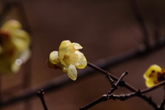 まだロウバイ２