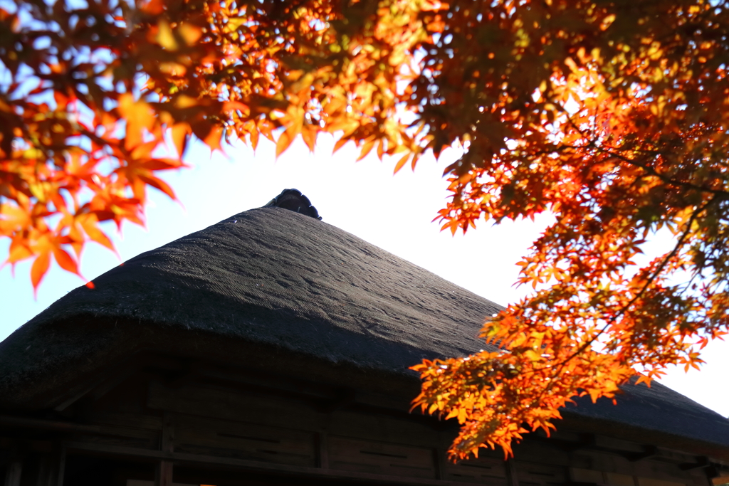 紅葉囲む