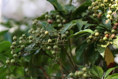 アケボノアセビ実る