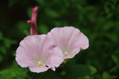 花散歩ヒルガオ