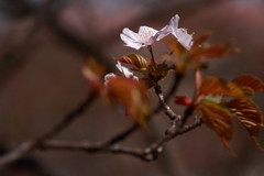 散り急ぐなかれ３