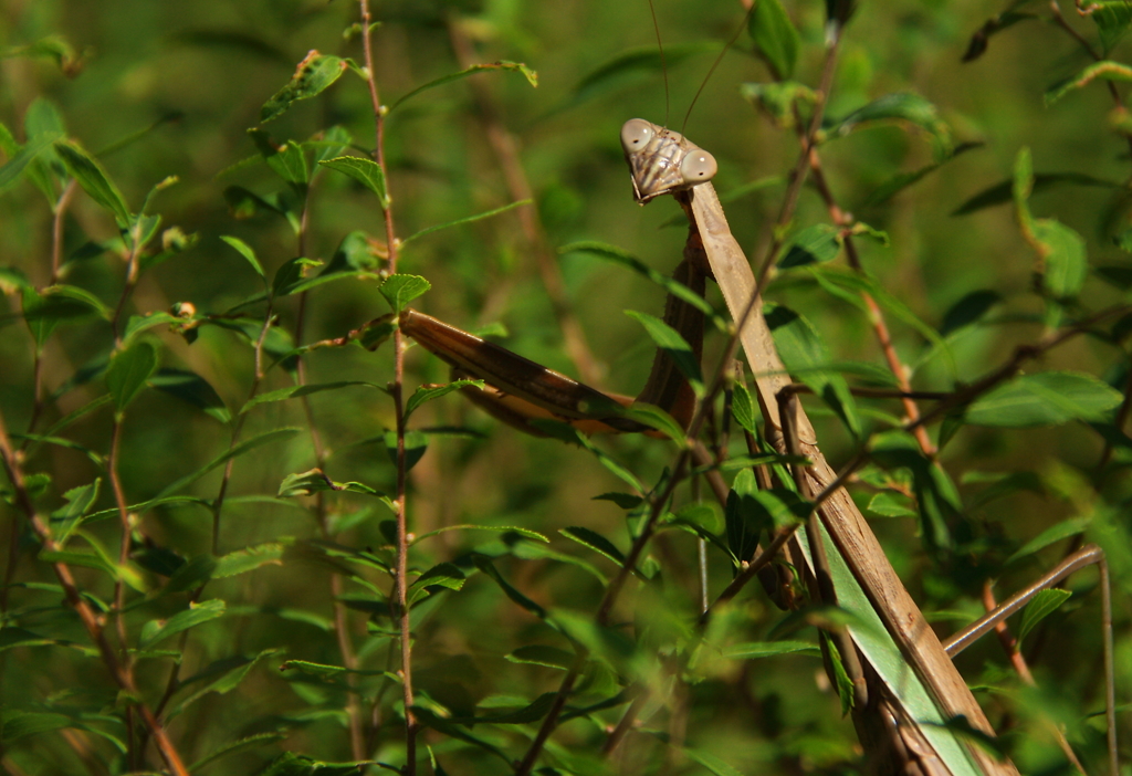 なに見てんのよ