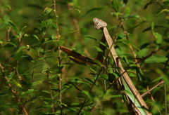 なに見てんのよ