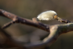 春浅くコブシ２