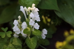 公園花壇タツナミソウ白