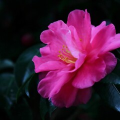 花散歩山茶花2