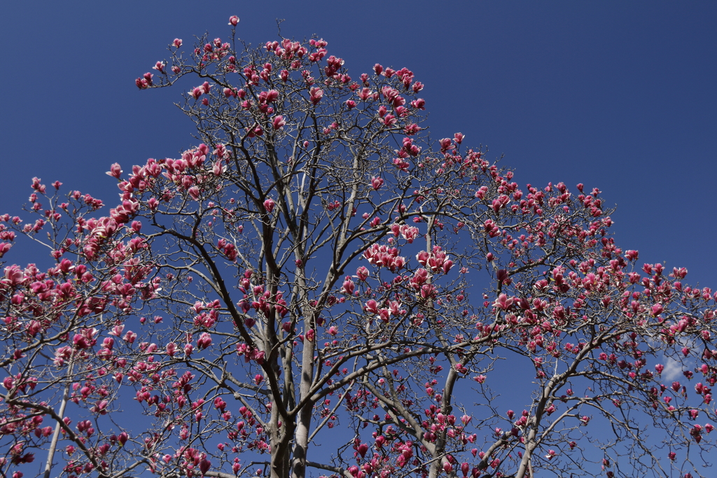 植物園から「木蓮」６