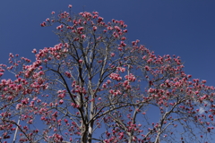 植物園から「木蓮」６