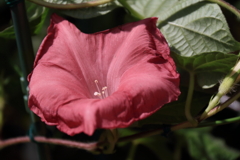 花散歩団十郎１