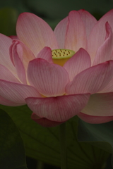 花の歳時記　蓮２