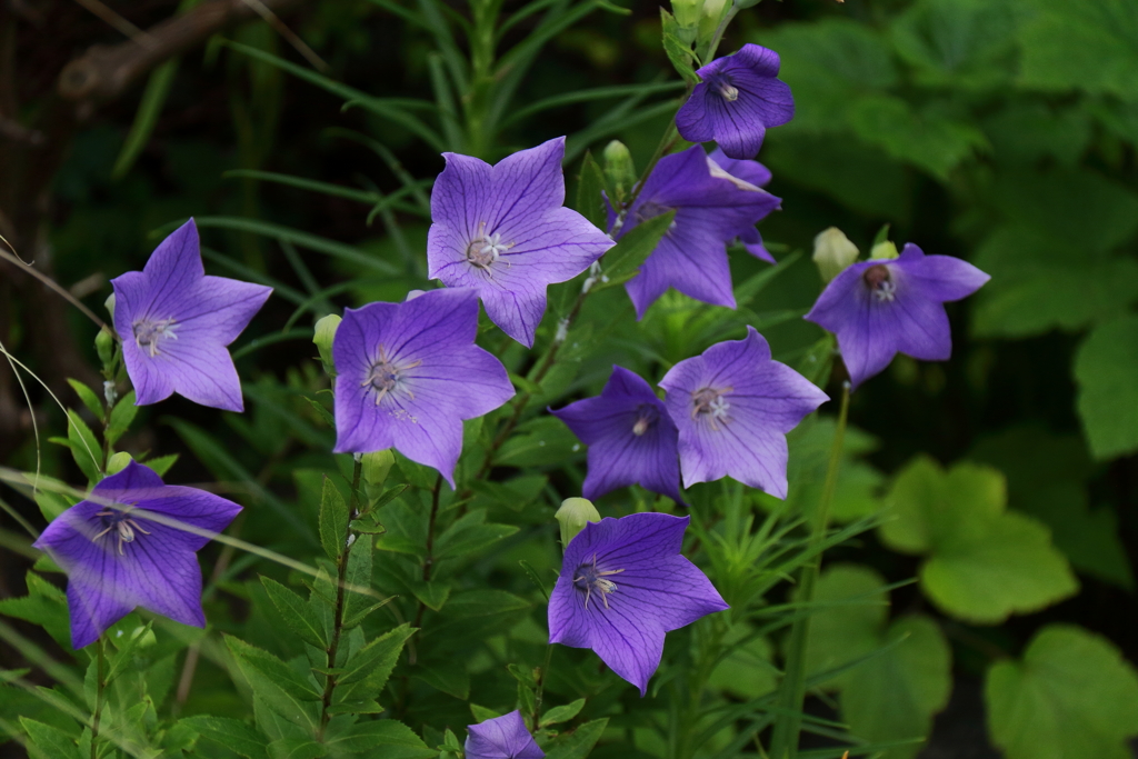 秋をイメージ１