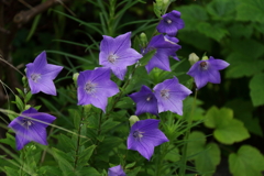 秋をイメージ１