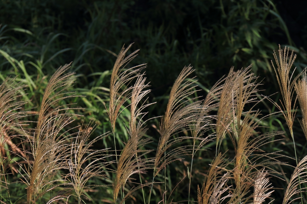 十五夜は見られず