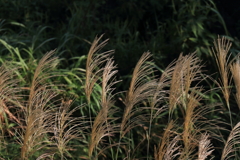 十五夜は見られず