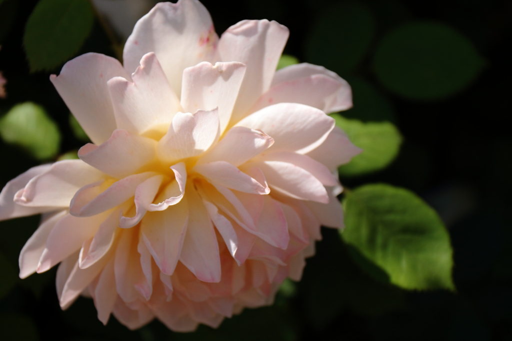 ヨコハマローズウィーク　グレイス