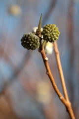 花散歩ミツマタ1