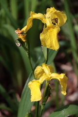 花散歩キショウブ３