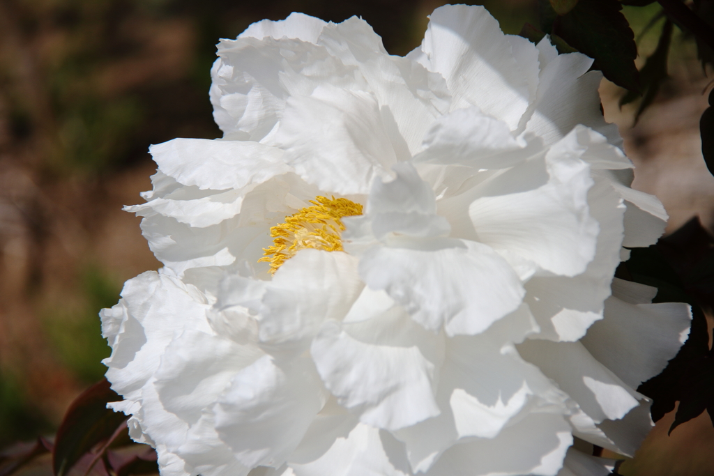 牡丹咲き始め４