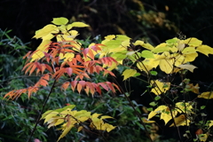 晩秋に染まる1