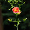 夏に咲く１