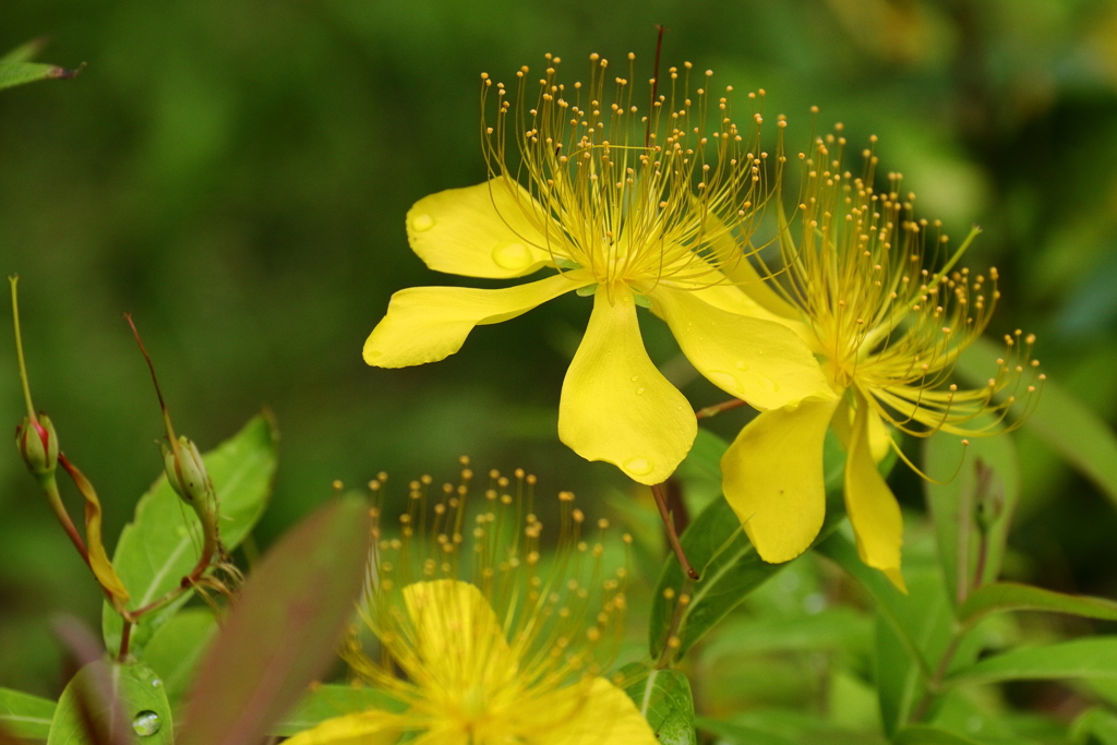 ビョウヤナギ濡れて１