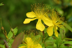 ビョウヤナギ濡れて１