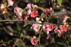 花散歩木瓜３