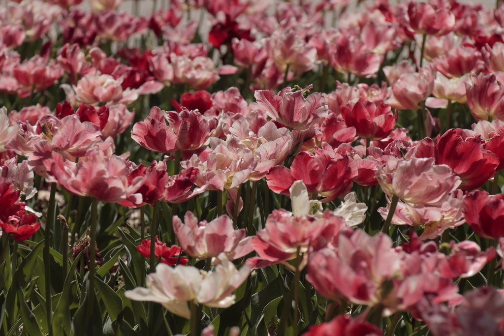 春、チューリップ11