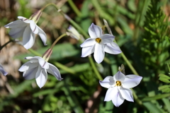 花散歩ハナニラ２
