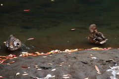 晩秋のカモ1