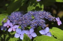 紫陽花の初夏３