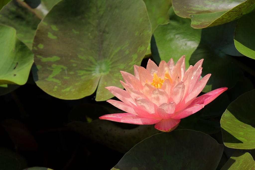 夏の終わりに２