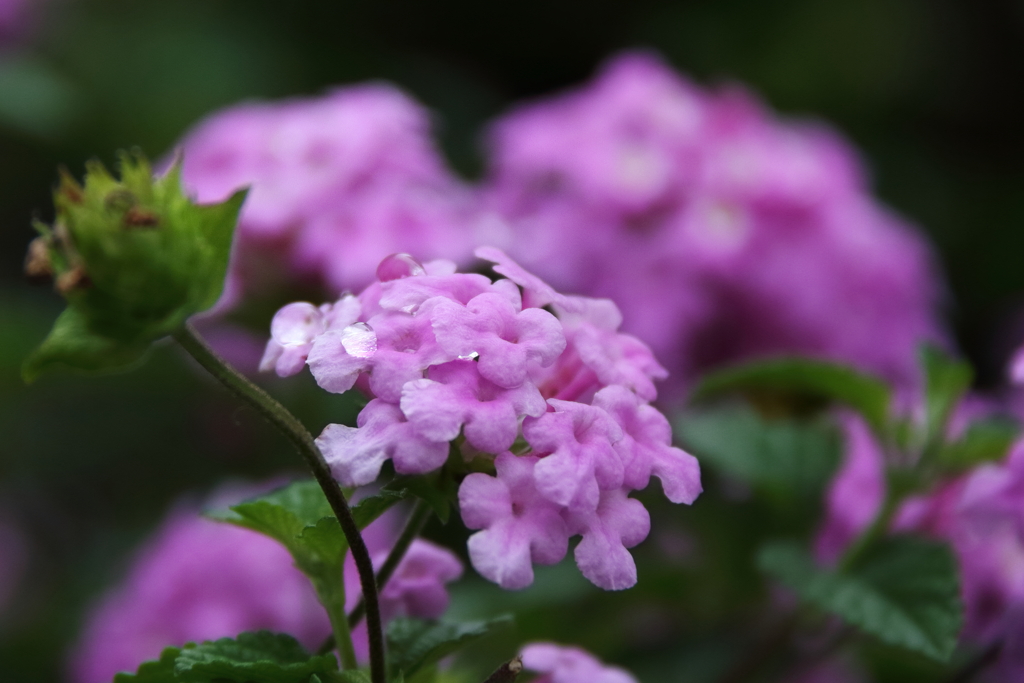 庭に咲くコバノランタナ