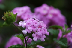 庭に咲くコバノランタナ