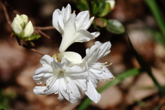 散歩道の花達つつじ４