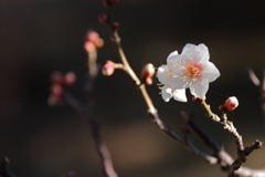 春便り　２
