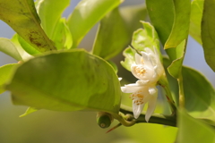 花散歩柚子１