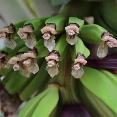 バナナの花