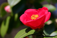 花散歩終わり椿1