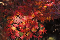 木漏れ日モミジ