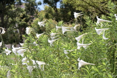 花散歩タカサゴユリ4