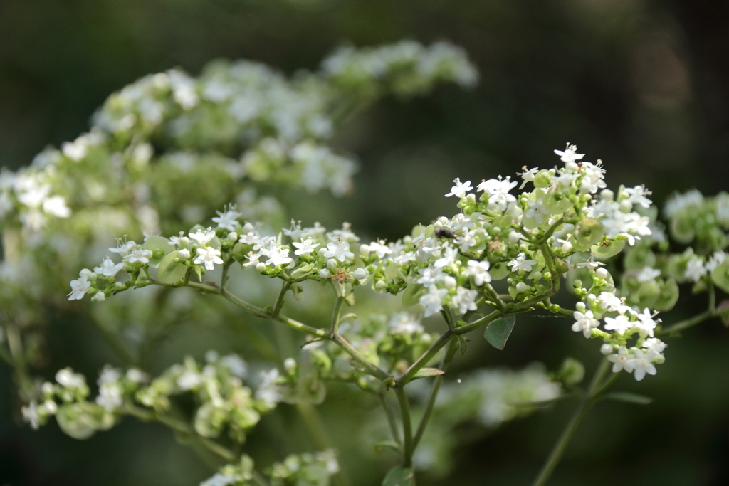 秋、オトコエシ