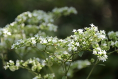 秋、オトコエシ