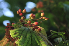秋に染まる　ガマズミ
