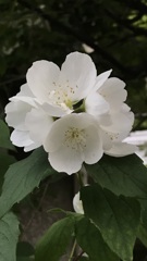 花散歩バイカウツギ