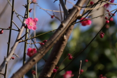 紅梅ちらほら１