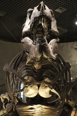 国立科学博物館の恐竜達３