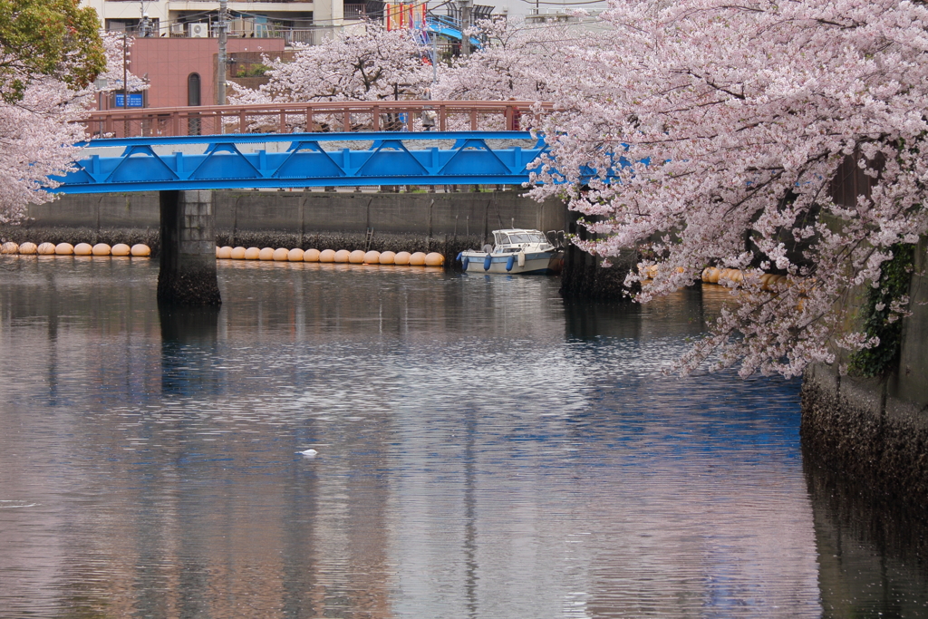 橋と満開桜風景３