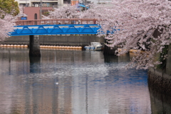 橋と満開桜風景３