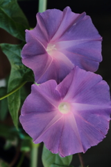 江戸変化朝顔１